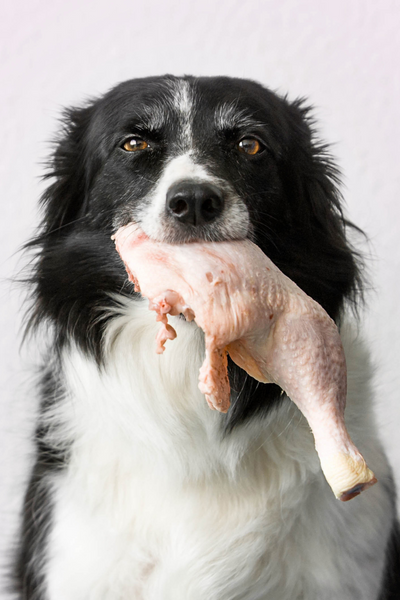 How much protein sales does my dog need